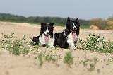 BORDER COLLIE 466